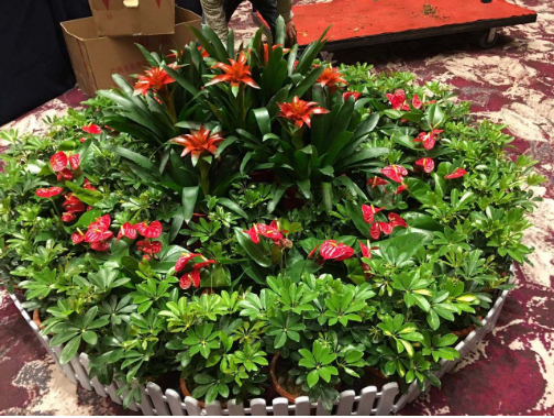 園林綠化養護中花卉的養護方法