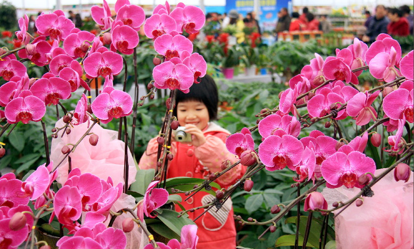 大業園林用年花裝扮您的春節，讓團聚更加有滋有味