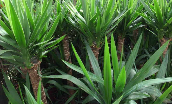 觀葉植物 觀葉植物