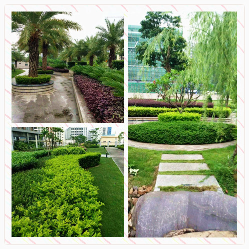 園林綠化養護需要什么資質