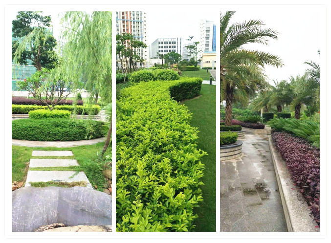 記住這些綠化養護技巧，植物更有活力!