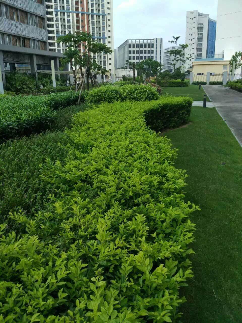 園林綠化養護的定義和要點