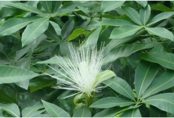 發財樹開花后怎么辦？